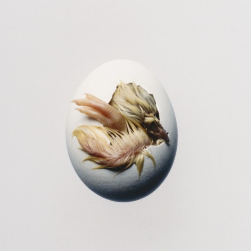 SWALLOW! cover